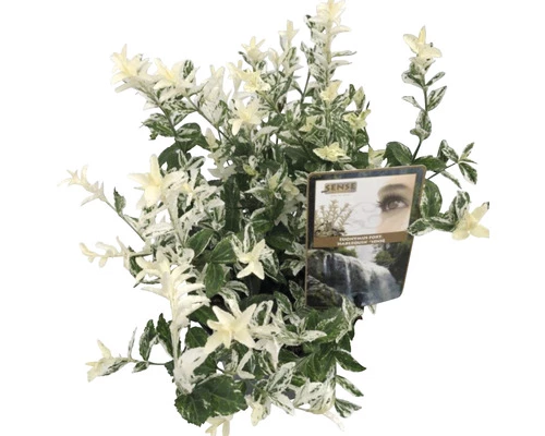 Kriechspindel FloraSelf Euonymus Fortunei 'Harlequin' H 20-25 Cm Co 2 L (3 Stk.) 4 Kriechspindel FloraSelf Euonymus Fortunei 'Harlequin' H 20-25 Cm Co 2 L (3 Stk.) – Bild 2