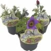 Küchenschelle Trio ROCKCollection FloraSelf Pulsatilla H 10-20 Cm Ø 13 Cm Topf 3 Farben