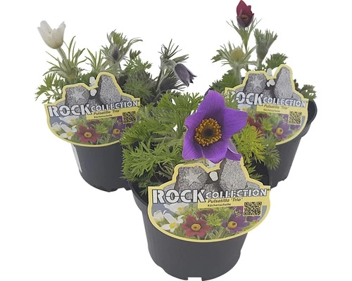 Küchenschelle Trio ROCKCollection FloraSelf Pulsatilla H 10-20 Cm Ø 13 Cm Topf 3 Farben 3 Küchenschelle Trio ROCKCollection FloraSelf Pulsatilla H 10-20 Cm Ø 13 Cm Topf 3 Farben
