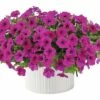 Petunie FloraSelf Petunia 'Capella Burgundy' Ø 12 Cm Topf -FloraSelf Geschäft DV 8 6341492 01 4c CH 20181220051653