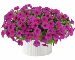 Petunie FloraSelf Petunia 'Capella Burgundy' Ø 12 Cm Topf