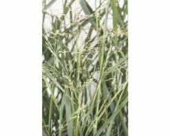 Rutenhirse FloraSelf Panicum Virgatum 'Prairie Sky' H 20-60 Cm Co 3 L -FloraSelf Geschäft DV 8 6357361 01 4c DE 20210719144658