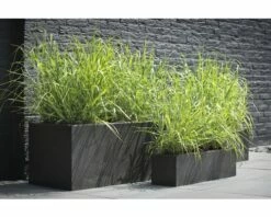 Rutenhirse FloraSelf Panicum Virgatum 'Prairie Sky' H 20-60 Cm Co 3 L