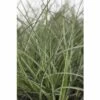 Chinaschilf FloraSelf Miscanthus Sinensis 'Adagio' H 20-80 Cm Co 6 L -FloraSelf Geschäft DV 8 6357363 01 4c DE 20190228094650 1