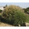 Chinaschilf FloraSelf Miscanthus Sinensis 'Adagio' H 10-40 Cm T 14 Cm -FloraSelf Geschäft DV 8 6357363 02 4c DE 20210113091758 2