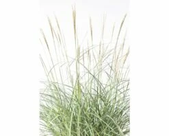Chinaschilf FloraSelf Miscanthus Sinensis 'Adagio' H 20-80 Cm Co 6 L -FloraSelf Geschäft DV 8 6357363 03 4c DE 20190228094650 1