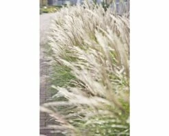 Chinaschilf FloraSelf Miscanthus Sinensis 'Adagio' H 20-80 Cm Co 6 L -FloraSelf Geschäft DV 8 6357363 04 4c DE 20190228094650