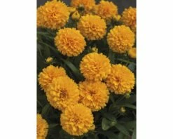 Mädchenauge FloraSelf Coreopsis Grandiflora Co 3 L 6 Mädchenauge FloraSelf Coreopsis Grandiflora Co 3 L -FloraSelf Geschäft DV 8 6403001 02 4c DE 20200612154657