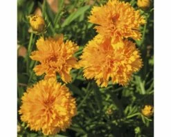 Mädchenauge FloraSelf Coreopsis Grandiflora Co 3 L 7 Mädchenauge FloraSelf Coreopsis Grandiflora Co 3 L -FloraSelf Geschäft DV 8 6403001 09 4c DE 20200612154657