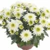 Chrysantheme FloraSelf Chrysanthemum Indicum 'Picnic' Ø 12 Cm Topf -FloraSelf Geschäft DV 8 6405386 02 4c DE 20180901092506