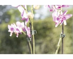 Orchideenclips FloraSelf Kunststoff 10 Stk -FloraSelf Geschäft DV 8 6425382 01 4c DE 20180308212542