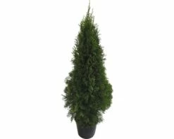Lebensbaum FloraSelf Thuja Occidentalis 'Smaragd' H 125-150 Cm Co 12 L -FloraSelf Geschäft DV 8 6490115 04 4c DE 20200720114750