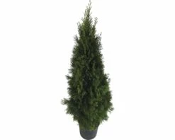 Lebensbaum FloraSelf Thuja Occidentalis 'Smaragd' H 125-150 Cm Co 12 L -FloraSelf Geschäft DV 8 6490115 05 4c DE 20191018051656