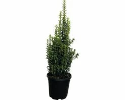 Säulen-Spindelstrauch FloraSelf Euonymus Japonicus 'Benkomasaki' H 60-80 Cm Co 10 L
