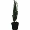 Mittelmeer-Zypresse 'Totem' FloraSelf Cupressus Sempervirens 'Totem' H 60-70cm Co 3 L -FloraSelf Geschäft DV 8 6544475 01 4c CH 20181022101753