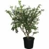 Spindelbaum FloraSelf Euonymus Alatus H 60-80 Cm C18 L 2 Spindelbaum FloraSelf Euonymus Alatus H 60-80 Cm C18 L -FloraSelf Geschäft DV 8 6544477 01 4c CH 20181022101753