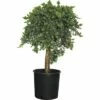 Wacholder FloraSelf Juniperus Conferta 'Blue Pacific' Stämmchen H 40-60 Cm Co 12 L -FloraSelf Geschäft DV 8 6544480 01 4c CH 20181022111650