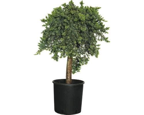 Wacholder FloraSelf Juniperus Conferta 'Blue Pacific' Stämmchen H 40-60 Cm Co 12 L 3 Wacholder FloraSelf Juniperus Conferta 'Blue Pacific' Stämmchen H 40-60 Cm Co 12 L