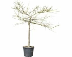 Grüner Schlitzahorn FloraSelf Acer Palmatum Dissectum 'Viridis' Co 30 L -FloraSelf Geschäft DV 8 6548378 01 4c DE 20190920124759
