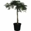 Grüner Schlitzahorn FloraSelf Acer Palmatum Dissectum 'Viridis' Co 30 L -FloraSelf Geschäft DV 8 6548378 02 4c DE 20190921211655