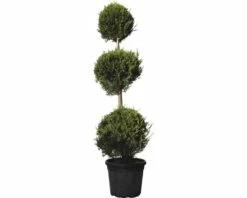 Gelbe Leyland-Zypresse Kugeln FloraSelf Cupressocyparis Leylandii 'Castlewellan Gold' H 180-200 Cm Co 70 L