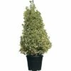Japanischer Spindelstrauch FloraSelf Euonymus Japonicus 'Bravo' H 150 Cm Co 45 L -FloraSelf Geschäft DV 8 6548397 01 4c DE 20180310103006