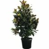 Immergrüne Magnolie FloraSelf Magnolia Grandiflora 'Galissoniere' H 200-230 Cm Co 70 L -FloraSelf Geschäft DV 8 6548404 01 4c DE 20180222185948