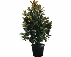 Immergrüne Magnolie FloraSelf Magnolia Grandiflora 'Galissoniere' H 200-230 Cm Co 70 L