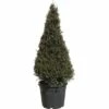 Eibe FloraSelf Taxus Baccata H 100-120 Cm Co 30 L -FloraSelf Geschäft DV 8 6548420 01 4c DE 20180310102507