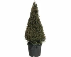 Eibe FloraSelf Taxus Baccata H 100-120 Cm Co 30 L