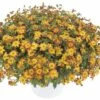 Zweizahn FloraSelf Bidens Ferulifolia 'Blazing Fire' Ø 12 Cm Topf -FloraSelf Geschäft DV 8 6560472 01 4c DE 20180126125500