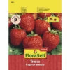 Erdbeere 'Fresca' FloraSelfSelect Samenfestes Saatgut Gemüsesamen -FloraSelf Geschäft DV 8 6568207 03 4c DE 20230110144650