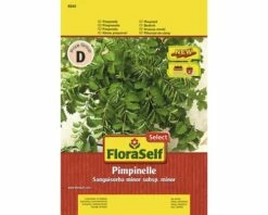 Pimpinelle FloraSelfSelect Samenfestes Saatgut Kräutersamen