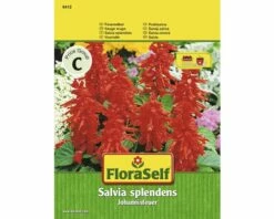 Feuersalbei FloraSelf Samenfestes Saatgut Blumensamen