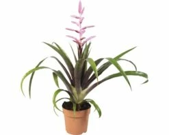 Tillandie, Luftnelke FloraSelf Tillandsia Hybride 'Andreas' H 45-55 Cm Ø 12 Cm Topf