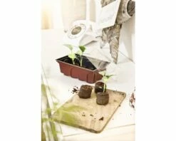 Zimmergewächshaus FloraSelf Fensterbank-Treibhaus 19x11x11 Cm Inkl. 8 Quelltabs Und Haube -FloraSelf Geschäft DV 8 6623215 01 4c DE 20181128171655