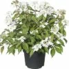Japanischer Schneeball FloraSelf Viburnum Plicatum 'Summer Snowflake' H 30-40 Cm Co 5 L -FloraSelf Geschäft DV 8 6625346 01 4c DE 20180120063612