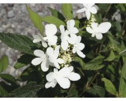 Japanischer Schneeball FloraSelf Viburnum Plicatum 'Summer Snowflake' H 30-40 Cm Co 5 L -FloraSelf Geschäft DV 8 6625346 02 4c DE 20180119175403
