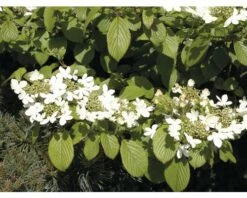 Japanischer Schneeball FloraSelf Viburnum Plicatum 'Mariesii' H 40-60 Cm Co 5 L -FloraSelf Geschäft DV 8 6625347 01 4c DE 20180119175337