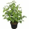 Japanischer Schneeball FloraSelf Viburnum Plicatum 'Mariesii' H 40-60 Cm Co 5 L -FloraSelf Geschäft DV 8 6625347 02 4c DE 20180120065302