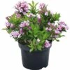 Weigelie FloraSelf Weigela Florida 'Pink Poppet' H 40-50 Cm Co 5 L 1 Weigelie FloraSelf Weigela Florida 'Pink Poppet' H 40-50 Cm Co 5 L -FloraSelf Geschäft DV 8 6625348 02 4c DE 20180120065342