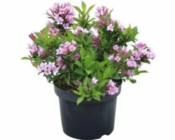 Weigelie FloraSelf Weigela Florida 'Pink Poppet' H 40-50 Cm Co 5 L