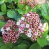 Mittelmeer Schneeball FloraSelf Viburnum Tinus 'Lisarose' H 40-50 Cm Co 5 L -FloraSelf Geschäft DV 8 6625349 01 4c DE 20200305134659