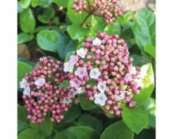 Mittelmeer Schneeball FloraSelf Viburnum Tinus 'Lisarose' H 40-50 Cm Co 5 L