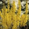 Goldglöckchen, Forsythie FloraSelf Forsythia Intermedia 'Goldrausch' H 50-60 Cm Co 4 L -FloraSelf Geschäft DV 8 6625350 02 4c DE 20210127141758