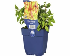 Freilandfuchsie FloraSelf Fuchsia Magellanica 'David' H 5-80 Cm Co 0,5 L