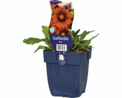 Korkadenblume FloraSelf Gaillardia X Grandiflora 'Red' H 5-40 Cm Co 0,5 L