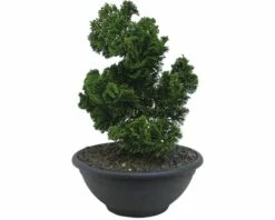 Kleine Muschelzypresse FloraSelf Chamaecyparis Obtusa 'Nana Gracilis' H 25-30 Cm Co 6 L