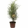 Säulen-Faulbaum FloraSelf Rhamnus Frangula 'Fine Line' H 40-60 Cm Co 5 L -FloraSelf Geschäft DV 8 6641255 01 4c DE 20190130092252