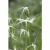 Star Grass FloraSelf Dichromena Colorata H 10-50 Cm Co 0,6 L -FloraSelf Geschäft DV 8 6648125 01 4c DE 20190412104757 1